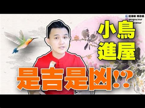 麻雀進屋|【麻雀飛進家裡代表什麼】飛雀臨門，吉兆還是兇兆？麻雀飛進家。